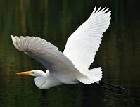 Copyright © Lori Martini Grenadan Wildlife - Heron (egret)