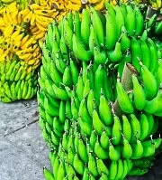 Copyright © Nathaporn Tunthong Micronesian Wildlife - Bananas