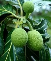 Copyright © ehpoint / 123RF Stock Photo Samoan Wildlife - Breadfruit tree