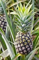 Copyright © Matee Nuserm Brazilian Wildlife - Pineapple