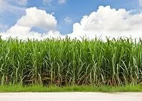 Copyright © Matee Nuserm Marshalese Wildlife - Sugarcane