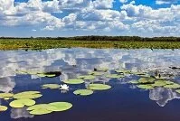 Copyright © Stelian Porojnicu Romanian Geography - Danube River delta