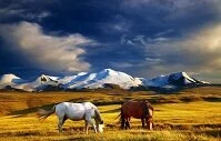 Copyright © Dmitry Pichugin Russian Geography - Horses on Ukok Plateau