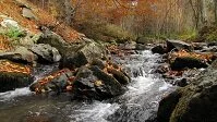 Copyright © Aleksandar Milutinovic Serbian Geography - River in the forest