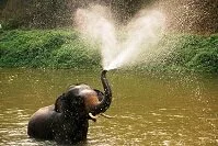 Copyright © Prajit Lektarago Thai Wildlife - Asian elephant