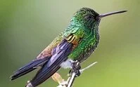 Copyright © Henner Damke Trinidadian and Tobagonian Geography - Copper-rumped hummingbird