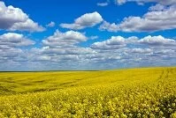 Copyright © Oleg Doroshenko Ukrainian Geography - Field reflecting the flag