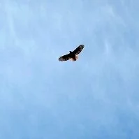 Copyright © Safari the Globe American Wildlife - Eagle