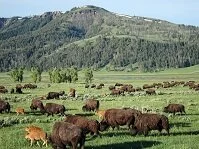 Copyright © Safari the Globe American Wildlife - Bison